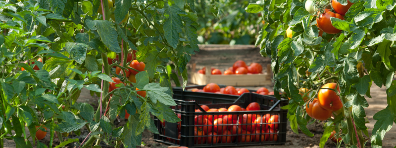 tomatoes on the vine in a field